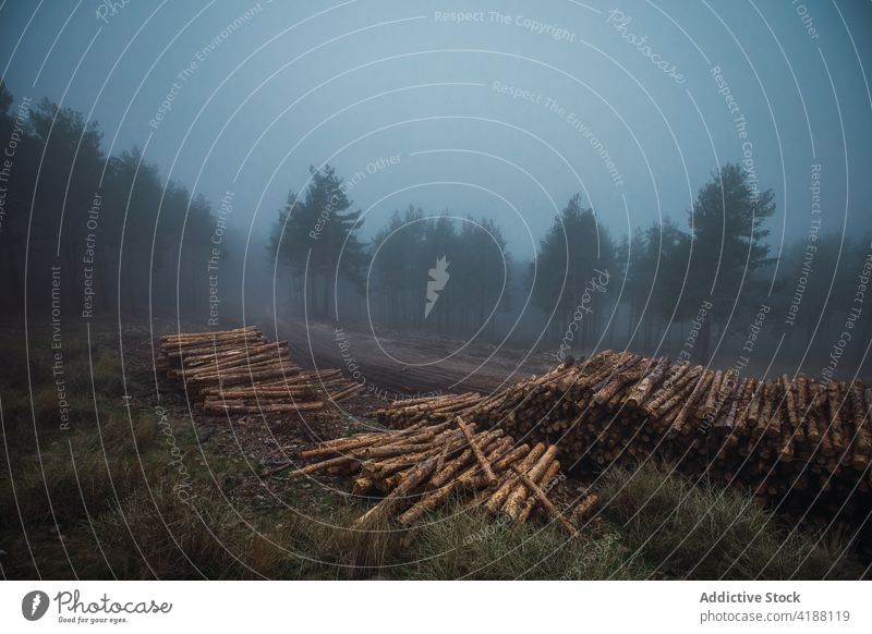 Pile of lumber against trees in fog in evening nature sky landscape timber vegetate environment solitude pile natural material heap row trunk grass mist weather