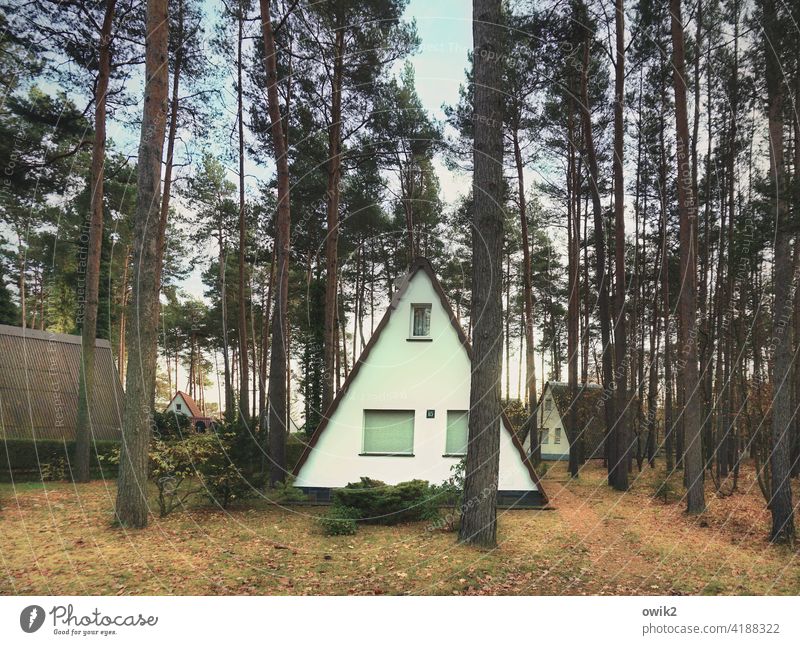 triangular relationship Holiday Village bungalows Nature Colour photo Exterior shot Simple Relaxation Triangle Forest Tree Landscape Pitch of the roof