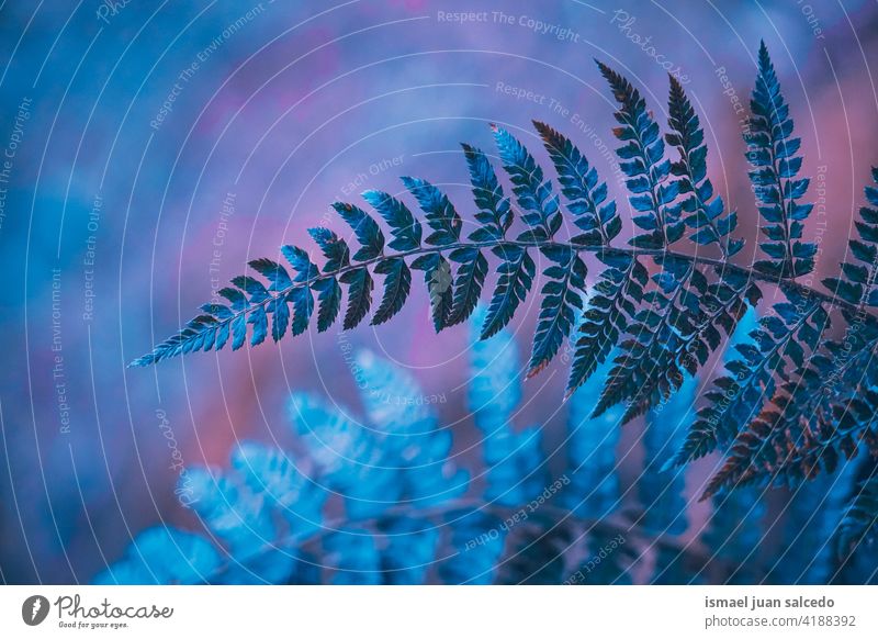blue fern leaf in the nature in autumn season plant leaves abstract texture textured garden floral decorative outdoors fragility background natural