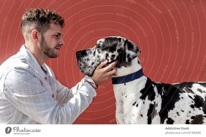 Young male owner caressing loyal purebred dog on street man stroke great dane friend love style together petting young trendy haunch obedient harlequin