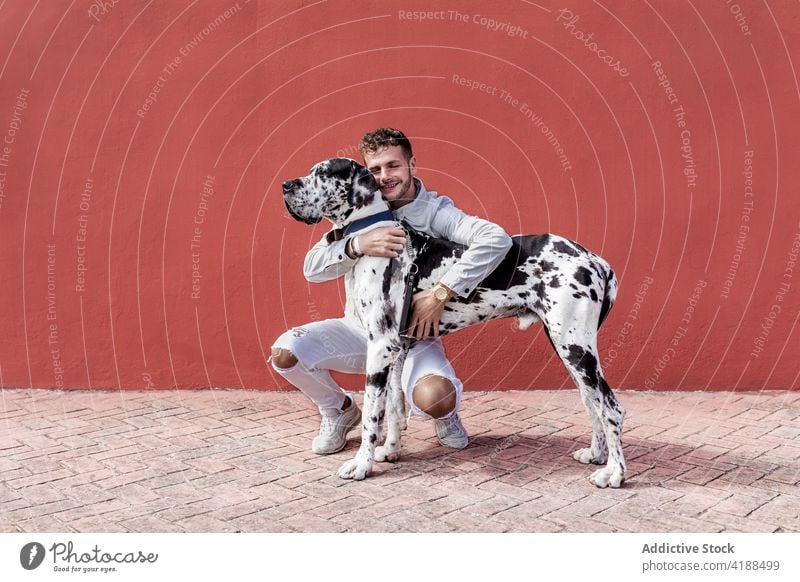 Young male owner caressing loyal purebred dog on street man stroke great dane friend love style together petting young trendy haunch obedient harlequin