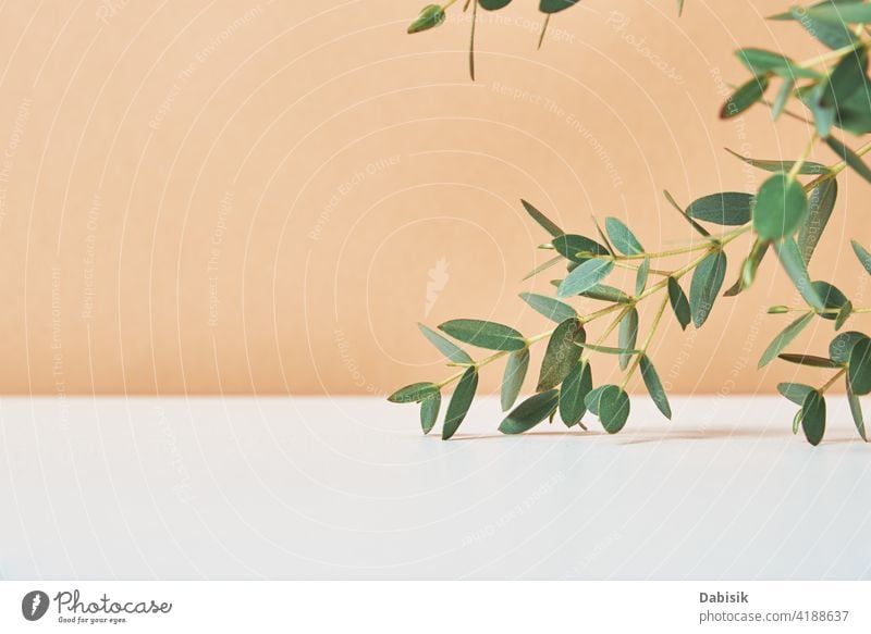 Empty platform with plant leaves on beige background - a Royalty Free Stock  Photo from Photocase