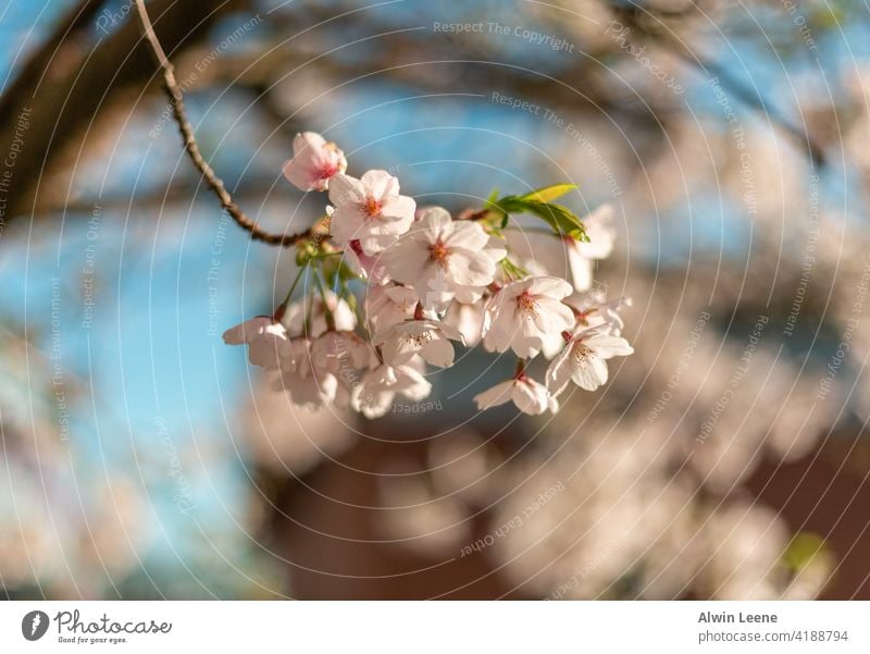 Cherry blossom cherry blossom flower flowers tree spring plant Growth nature bokeh