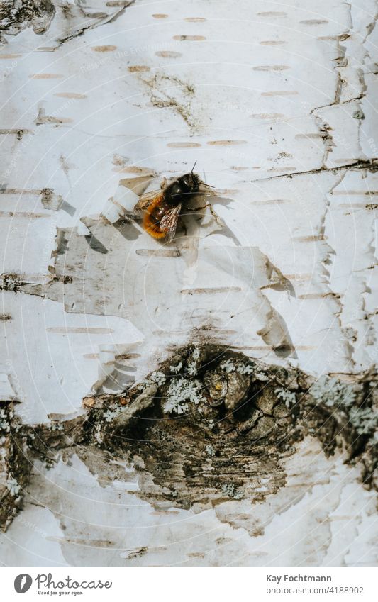 single wild bee resting on birch tree Apoidea agriculture animal closeup colony endangered garden insect macro nature worker worker bee
