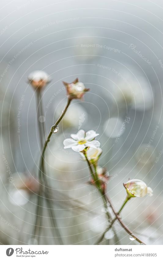 Small white flowers with rain drops drip Branch Plant Nature Twig Spring Tree Blossom Exterior shot Growth Sky Rain raindrops reflection