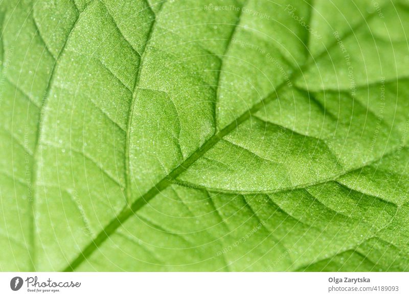 Bright green leaf texture. srtucture detail background macro lines health organic vein close up eco nature fresh selective focus backlit pattern plant bright