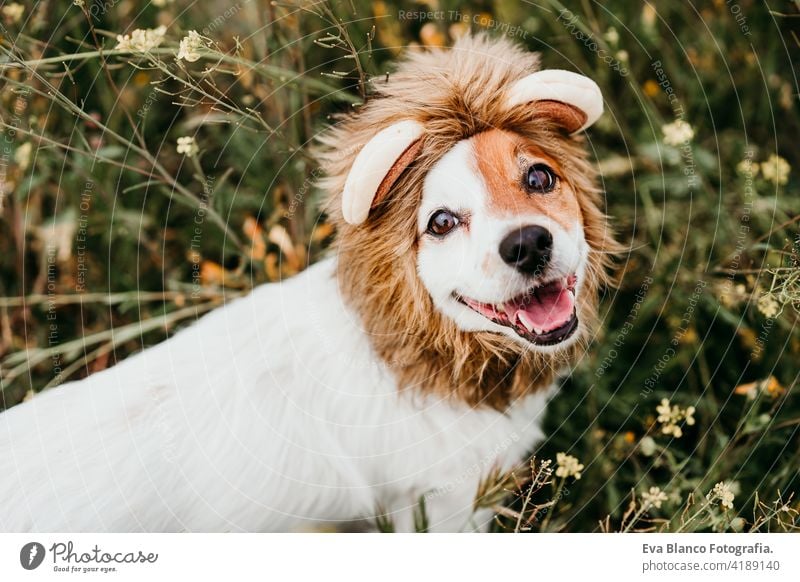 cute jack russell dog wearing a lion costume on head. Happy dog outdoors in nature in yellow flowers meadow. Sunny spring fun country sunny small easter beauty