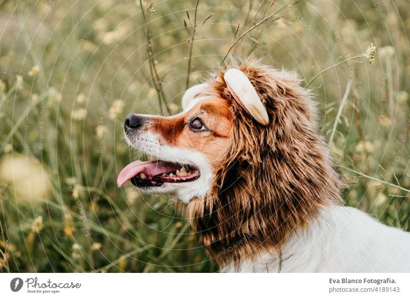 cute jack russell dog wearing a lion costume on head. Happy dog outdoors in nature in yellow flowers meadow. Sunny spring fun country sunny small easter beauty