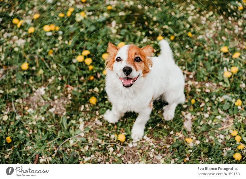 cute jack russell dog with yellow flower on head. Happy dog outdoors in nature in yellow flowers park. Sunny spring fun country sunny small easter beauty