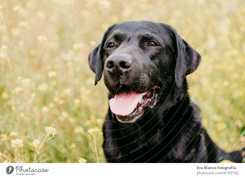 Happy Black labrador dog outdoors in nature in yellow flowers meadow. Sunny spring black labrador lion costume fun country sunny cute small easter beauty