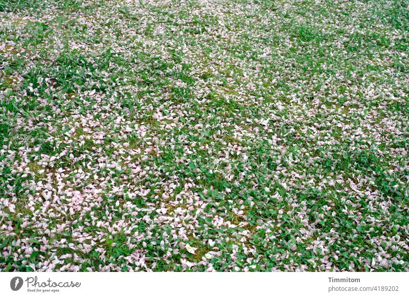 Here rests a lot of petals Meadow Pink Green blossom Faded Spring Nature