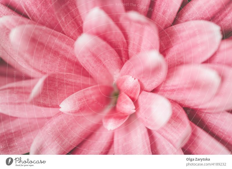 Pink chrysanthemum flower. pink macro background closeup card color natural beautiful petal floral blossom botanical blooming holiday purity selective focus