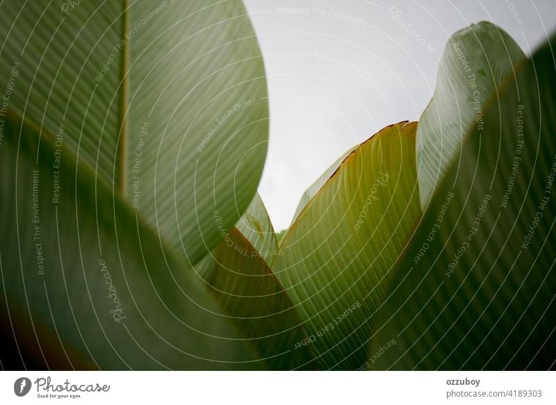 banana leaf background abstract nature plant tree green garden summer tropical design pattern forest growth foliage beauty color texture beautiful botany