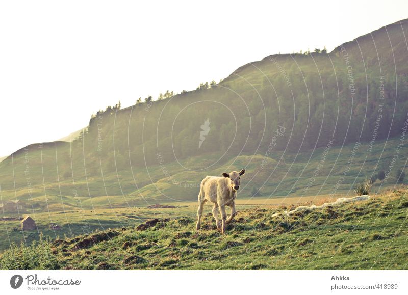 Young calf in golden evening light in Scotland Life Harmonious Contentment Summer Mountain Nature Landscape Animal Farm animal Cow 1 Baby animal Going Playing
