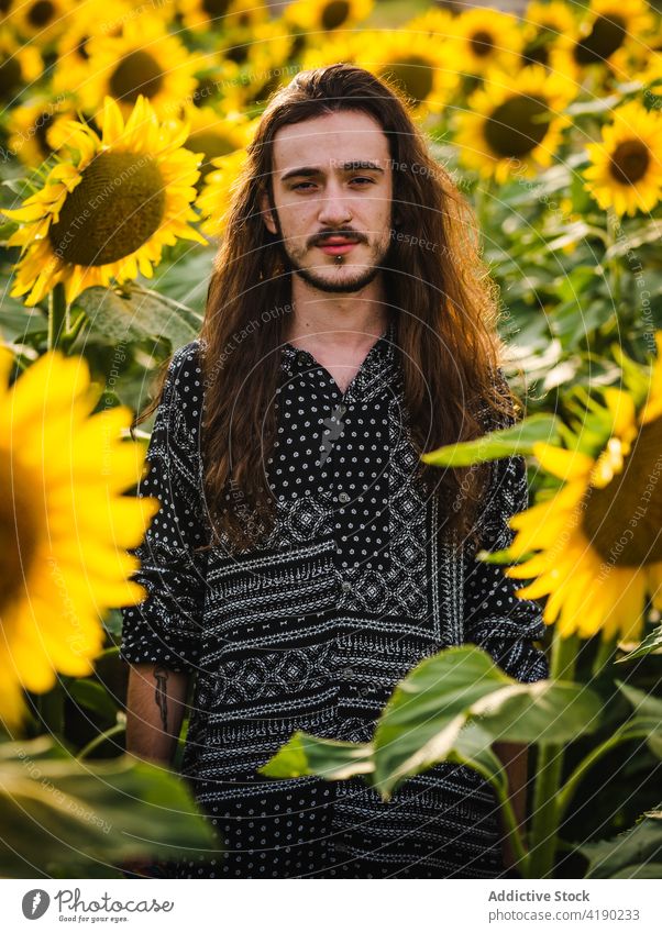 Man in sunflower field in summer man serene carefree yellow bloom meadow male stand harmony countryside tranquil peaceful nature idyllic freedom blossom enjoy