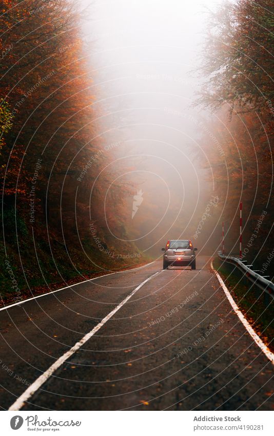 Car driving along rural road in deciduous forest car taillight drive road trip autumn mist ride freeway nature transport vehicle fog auto fall travel tree
