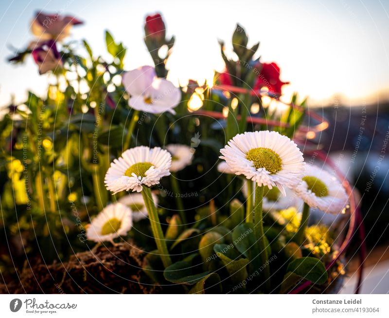 Daisies on the balcony in the evening light. Daisy Balcony Sunset Sunlight Exterior shot Colour photo Plant Flower Day Close-up Summer Nature Blossom Green