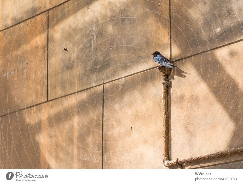 One swallow does not make a summer, but it makes merry Swallow Bird Small Wall (building) Sun Spring Summer Sit Oause rest Flying Individual buzz tweet insects