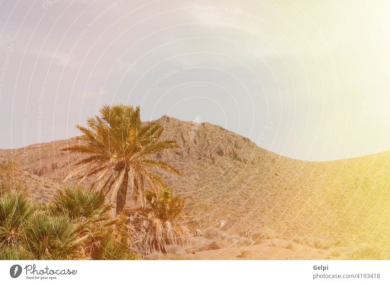 Desert place with palm trees located in Almeria (southeast Spain) sky desert nature spain landscape summer green blue sunny mountain canary travel view plant