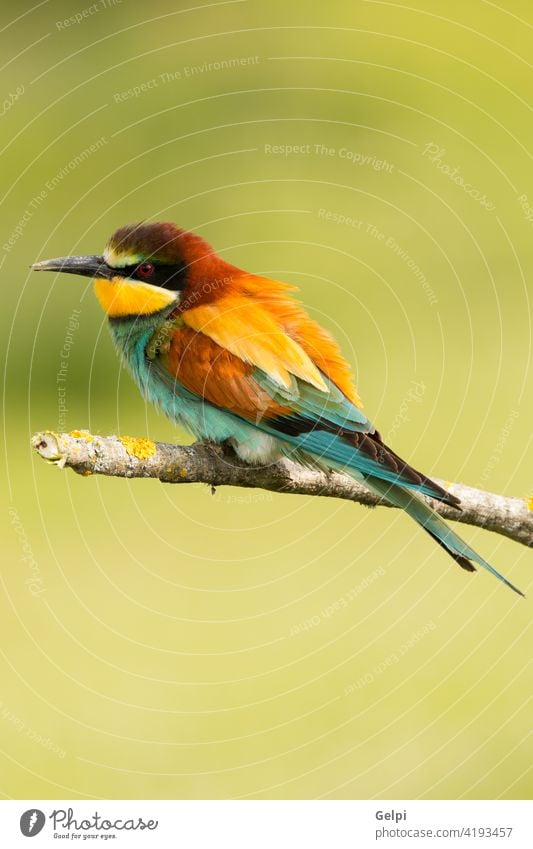 Small bird with a nice plumage wildlife bee-eater apiaster colorful european red green feather fauna blue yellow fly animal exotic freedom wing beauty nature