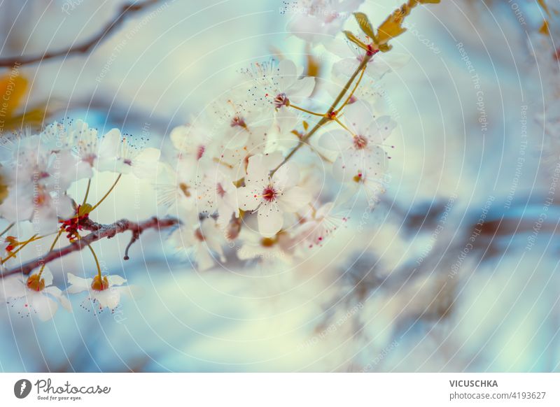 Close up of cherry blossom at blue. Outdoor springtime nature background close up outdoor beautiful blooming branch flower natural pink season sky sunny tree
