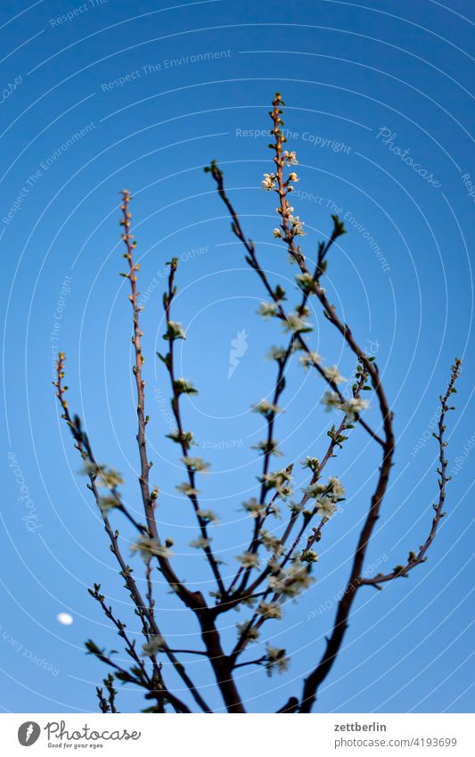 Plum blossoms with moon in background Branch Tree Blossom Relaxation awakening holidays spring Spring spring awakening Garden Sky allotment Garden allotments