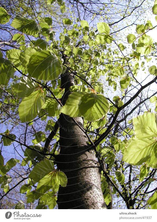 Tree. Leaf Green Sky