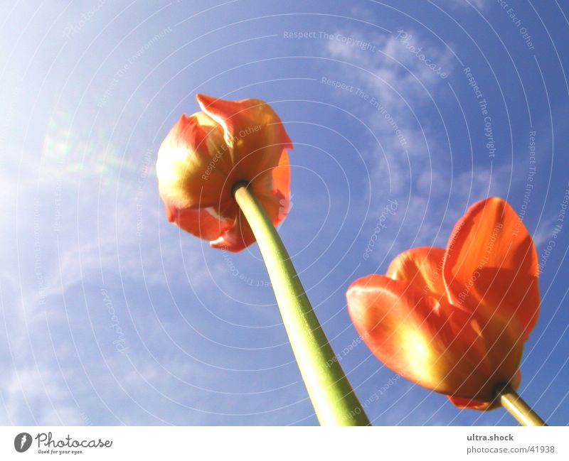 tulips Tulip Sky