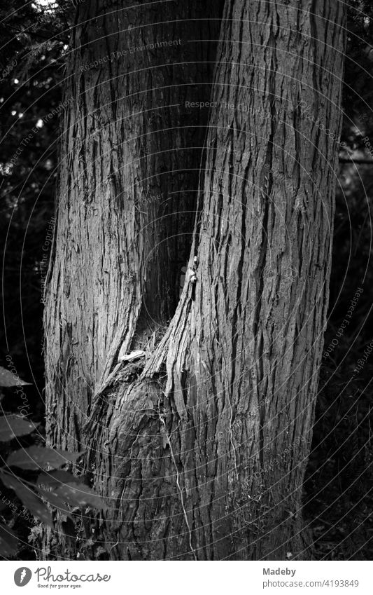 Fork of an old tree with beautiful bark in the Weberpark in Oerlinghausen near Bielefeld at the Hermannsweg in the Teutoburg Forest in East Westphalia-Lippe, photographed in neorealistic black and white