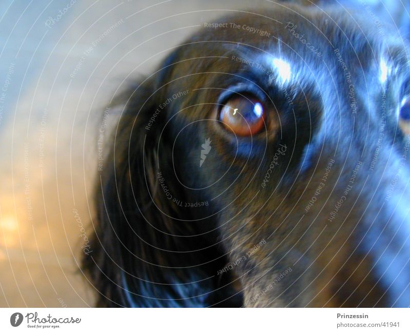 dog Dog Greyhound Animal Head
