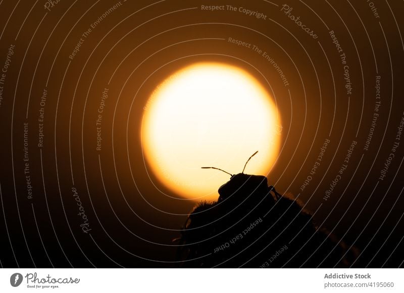 Silhouette of a beetle at sunset with the sun in the background insect silhouette shadow nature natural sunlight backlight spain rural outdoors environment dark