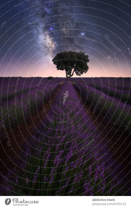 Milky Way over lavender field at night milky way starry sky landscape spectacular nature lonely tree purple flower scenic magnificent breathtaking amazing