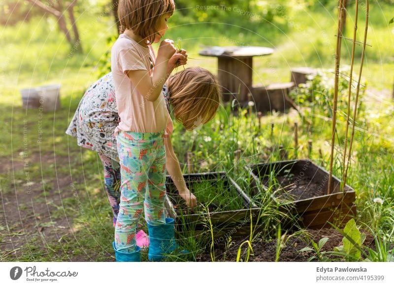 Two little girls gardening in urban community garden urban garden environmental conservation sustainable lifestyle homegrown produce harvesting simple living