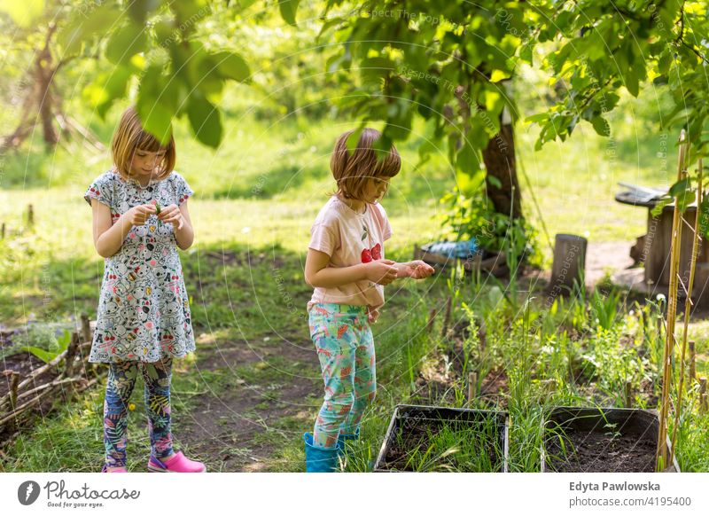 Two little girls gardening in urban community garden urban garden environmental conservation sustainable lifestyle homegrown produce harvesting simple living