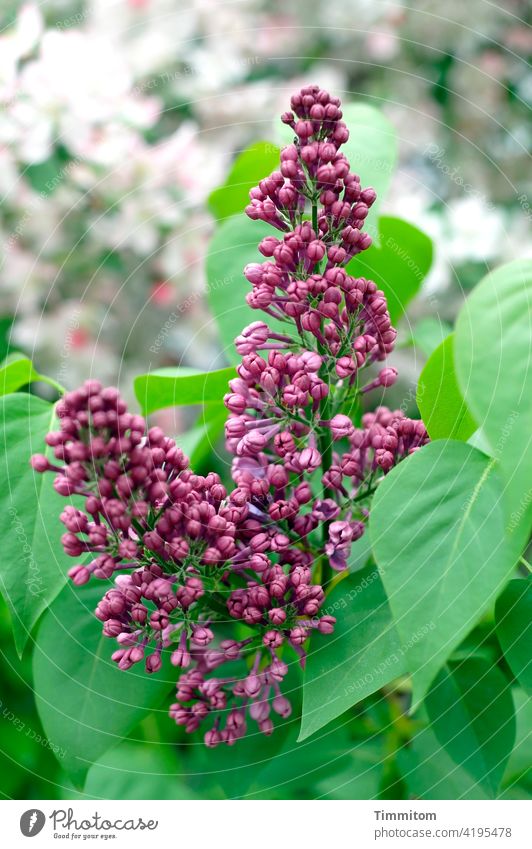 Blossoming life Plant Green leaves Pink shallow depth of field Nature Garden Deserted Close-up blossom lilac