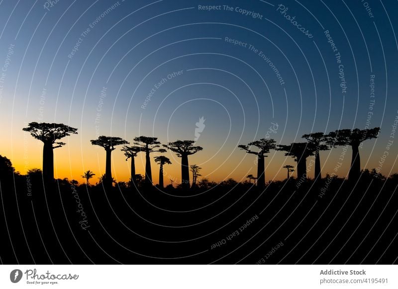 Baobab trees against sunset sky baobab silhouette huge grow sundown nature dusk madagascar twilight evening harmony magnificent environment scenery plant scenic