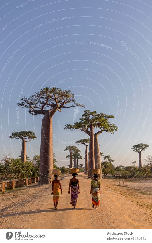 Ethnic women walking along road with baobab trees native sand basket together indigenous madagascar ethnic large huge idyllic way sky female path sunny sunset