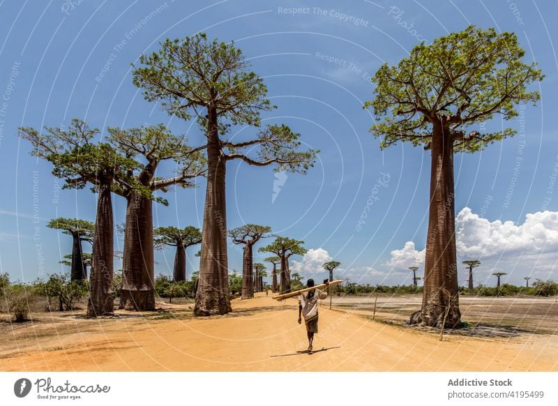 Ethnic person walking along road with baobab trees native sand indigenous path tall madagascar ethnic large huge idyllic way sky sunny blue sky carry
