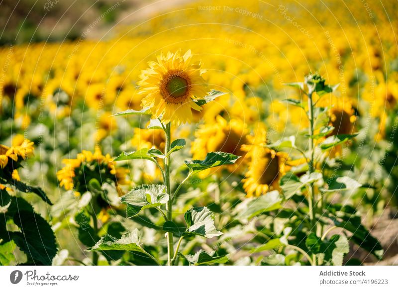 Blooming sunflowers in field in summer blossom countryside bloom nature bright sunlight meadow fresh summertime growth natural idyllic environment flora rural