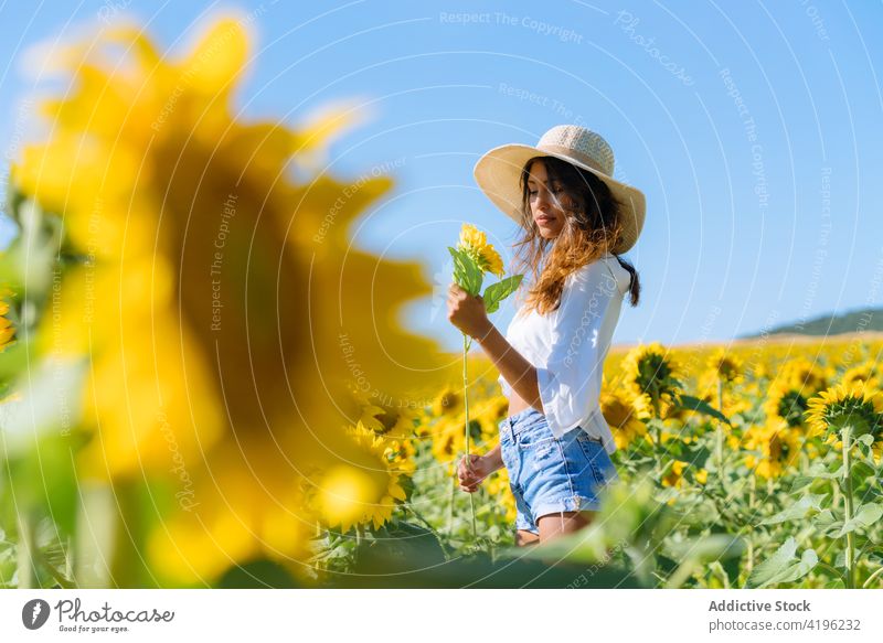 Young woman in sunflower field in summer yellow bloom enjoy female happy stand nature freedom positive meadow countryside young optimist natural pleasant