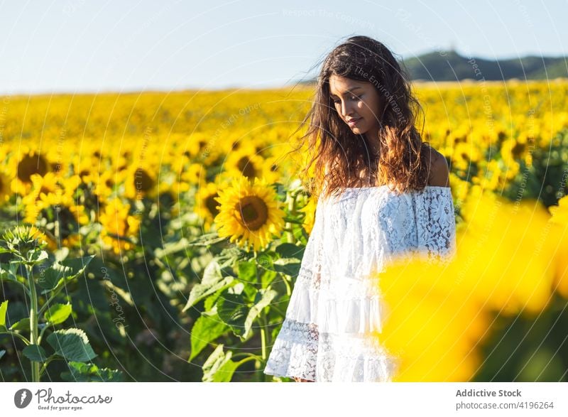 Young woman in sunflower field in summer carefree yellow bloom enjoy female happy stand nature freedom positive meadow countryside young optimist natural