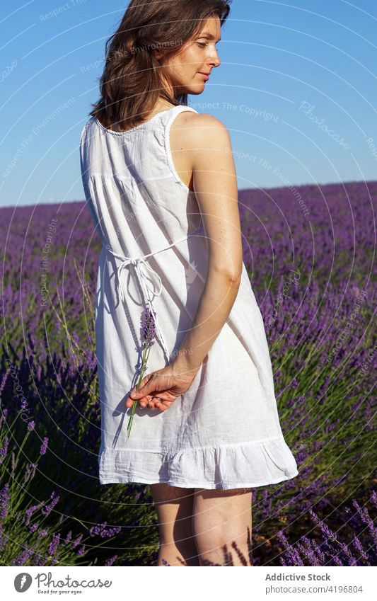 Romantic young lady recreating in blooming lavender field in countryside woman relax peaceful romantic flower picturesque nature feminine harmony tranquil