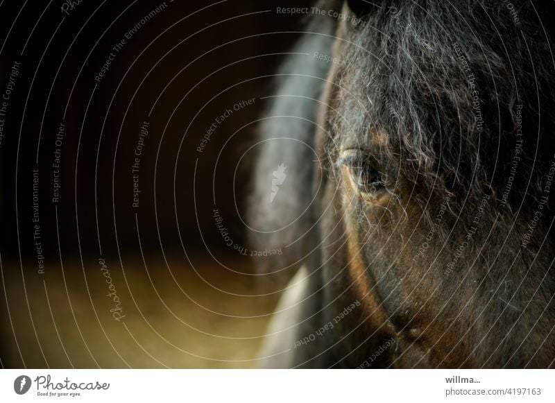 Horse with perm, after the rain Horse's eyes Eyes Head Brown Mane Animal Farm animal Looking partial view Copy Space