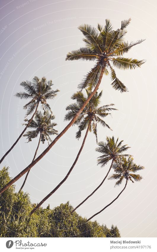 Retro toned picture of coconut palm trees against the sky on a sunny summer day. vacation nature retro tropical vintage travel island scenic idyllic beautiful