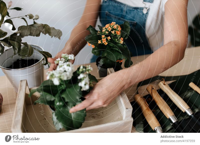 Anonymous horticulturist with assorted blossoming plants at home flower botany cultivate hobby woman portrait feminine wooden box gardener vegetate natural pot