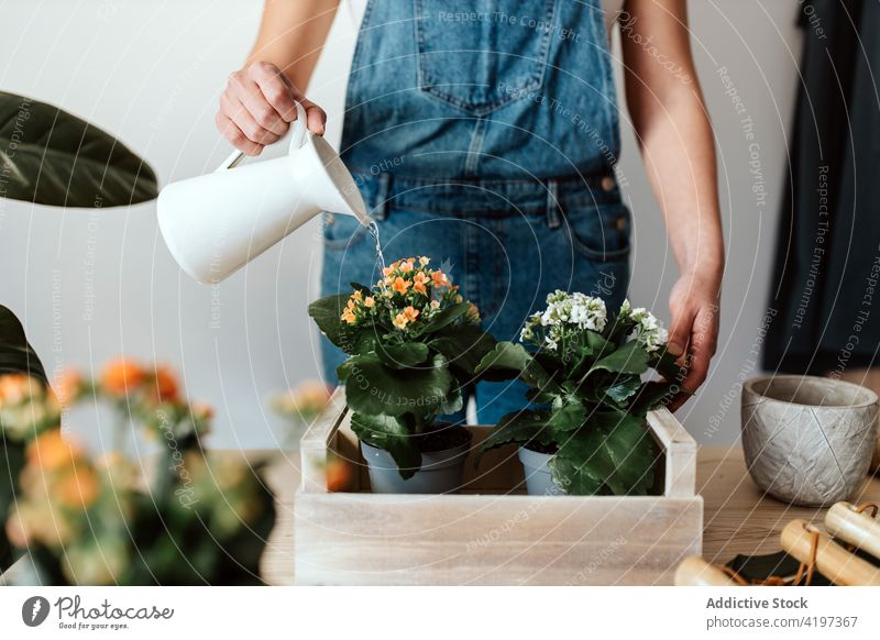 Crop gardener watering blooming plants from jug at home horticulturist flower botany cultivate woman house blossom flora wooden box lush leaf aroma hobby