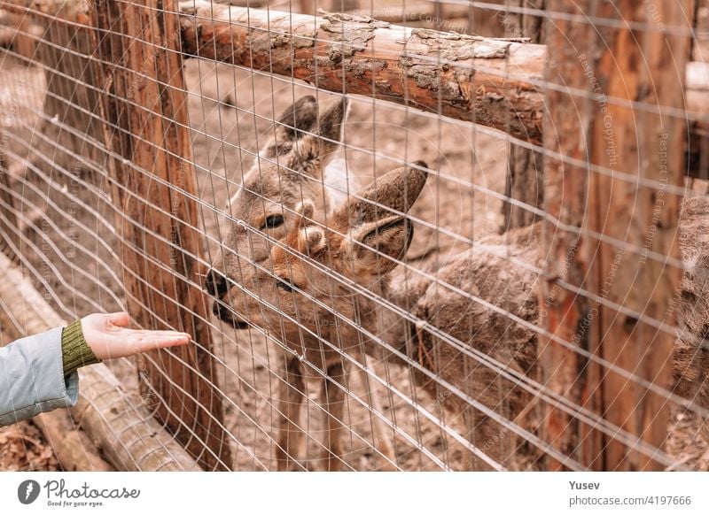 Human hand and two roe deer. They look through the fence. Wild animals are being treated and adapted. human hand european roe deer beautiful uppland sweden