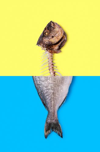 Eating fish concept. Raw fish and fish skeleton photomontage. above animal background bicolor blue bones change climate change collage copy space crisis cut out