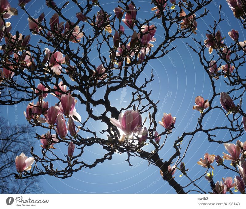 Branches and flowers Magnolia blossom Blossoming Ornamental plant ornamental shrubs Idyll White Pink Rich Positive naturally pretty Tall Elegant Growth