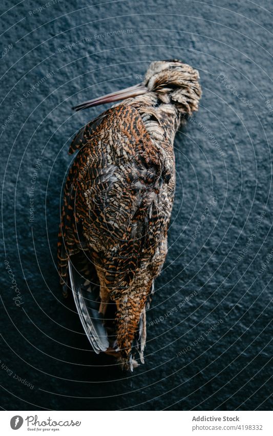Single wild bird with brown plumage prepared for cooking carcass dead feather creature culinary uncooked scary dramatic wing avian raw cuisine nutrition